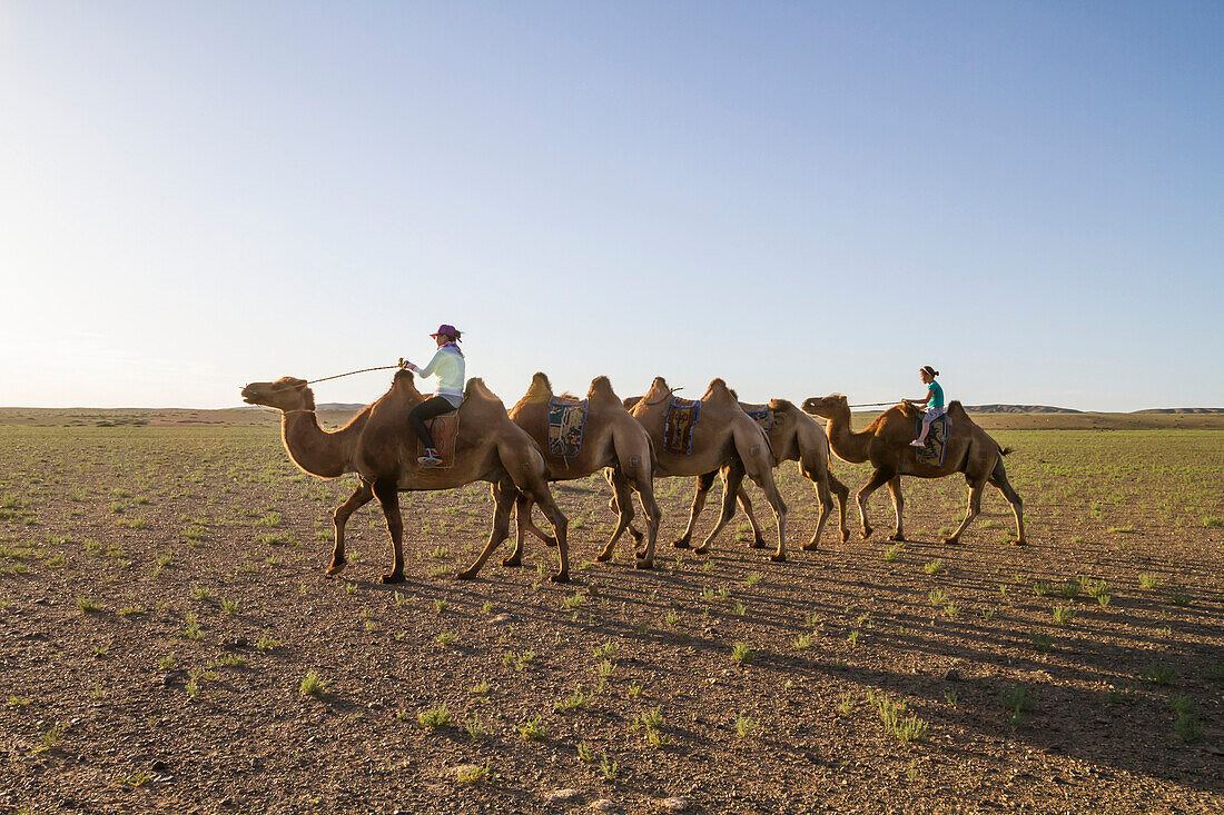 Women riding Bactrian camels (Camelus bactrianus), Elsen Tasarkhai, Arkhangai Province, Mongolia