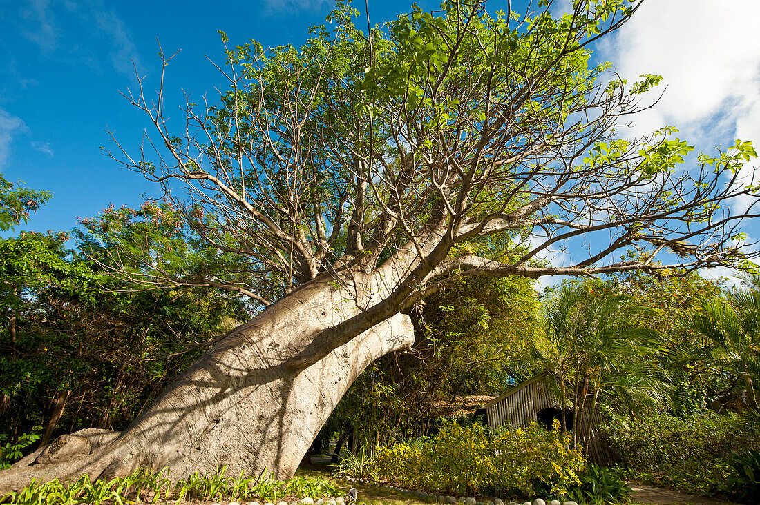 Baobab Front Of The Bamboo Church In Mustique Island, St Vincent And The Grenadines, West Indies