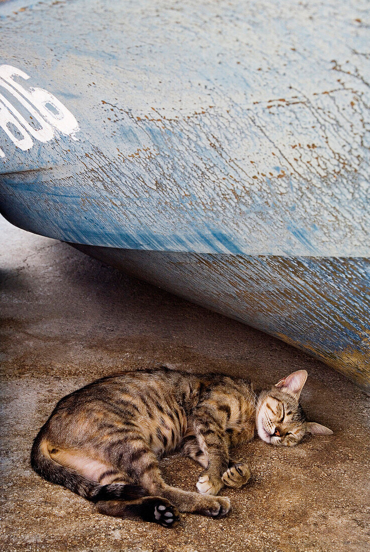Cat Asleep Under Fising Boat,Kotor Montenegro.Tif