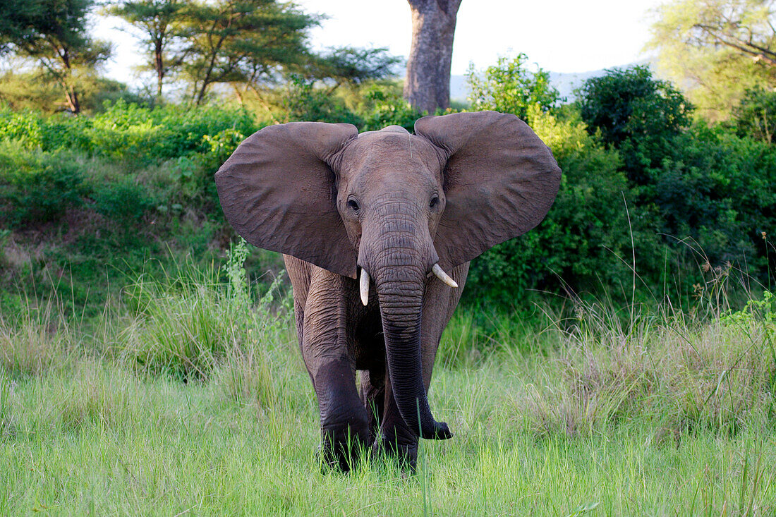 Elephant, Lower Zambezi National park, Zambia