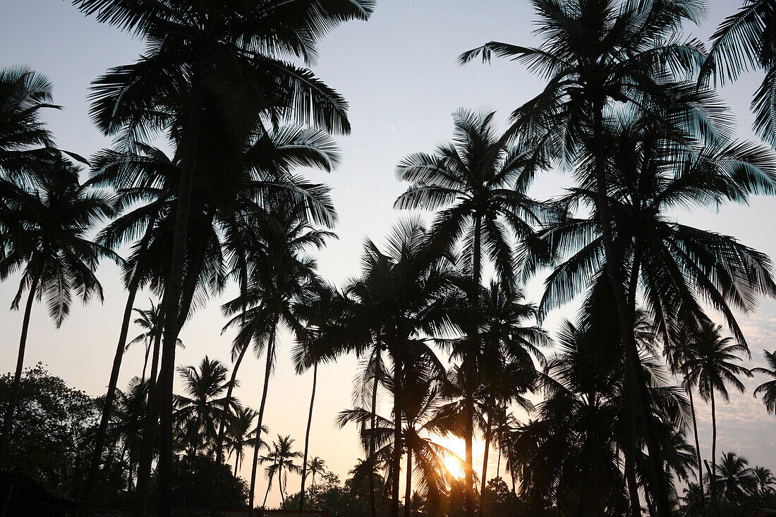 Palm trees on Anjuna Beach at sunset, Goa State, India, Asia.