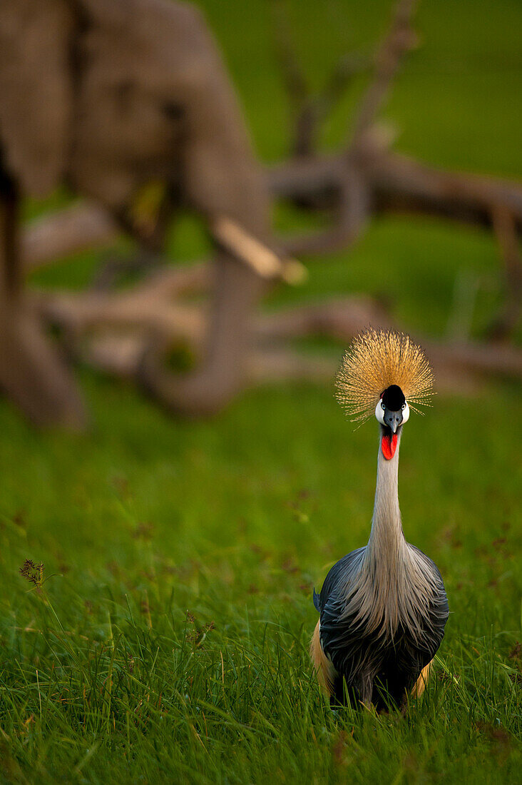 Grey Crowned Crane (Balearica regulorum) in front of elephant, Ol Pejeta Conservancy, Kenya