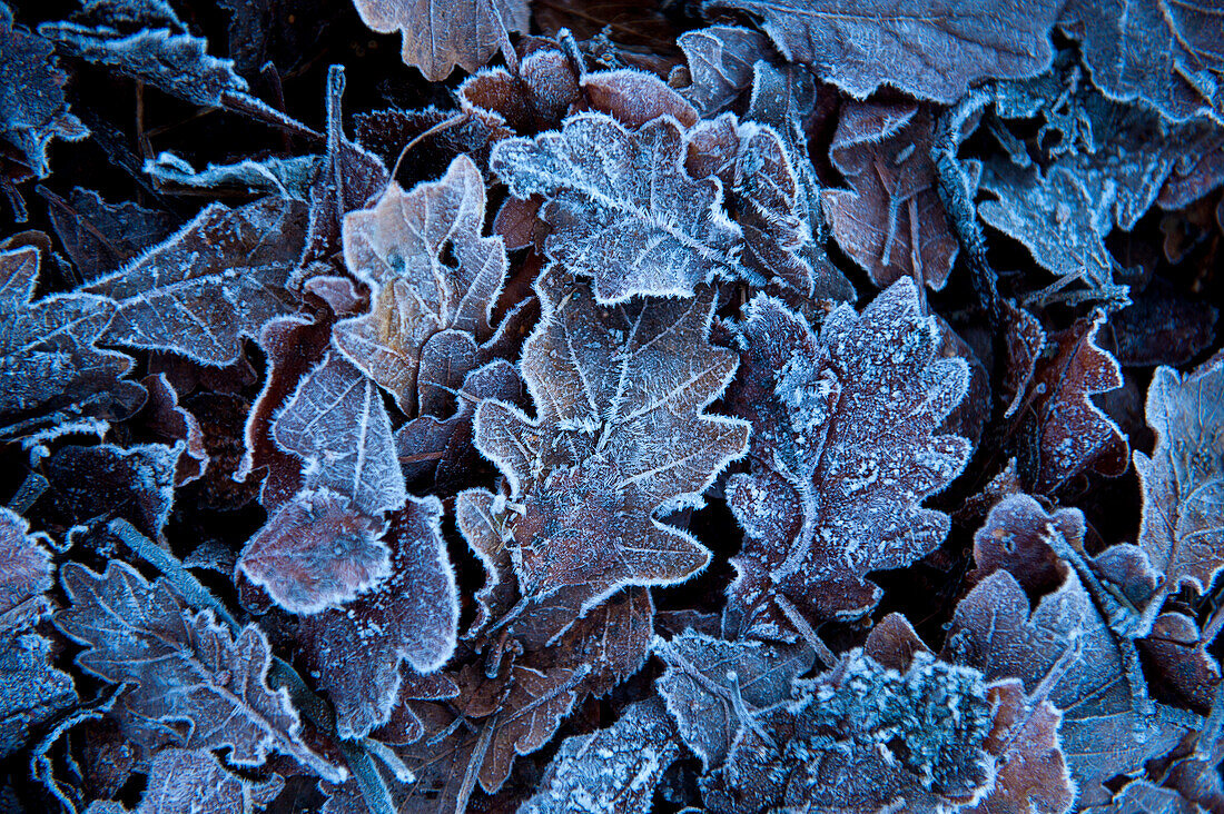 Leaves covered in frost, Resipol, Ardnamurchan peninsula, Highlands, Scotland