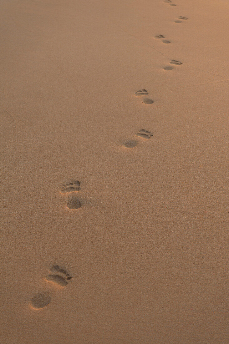 Footprints on sandy beach early in the morning, near Unawatuna, Thalpe, Sri Lanka