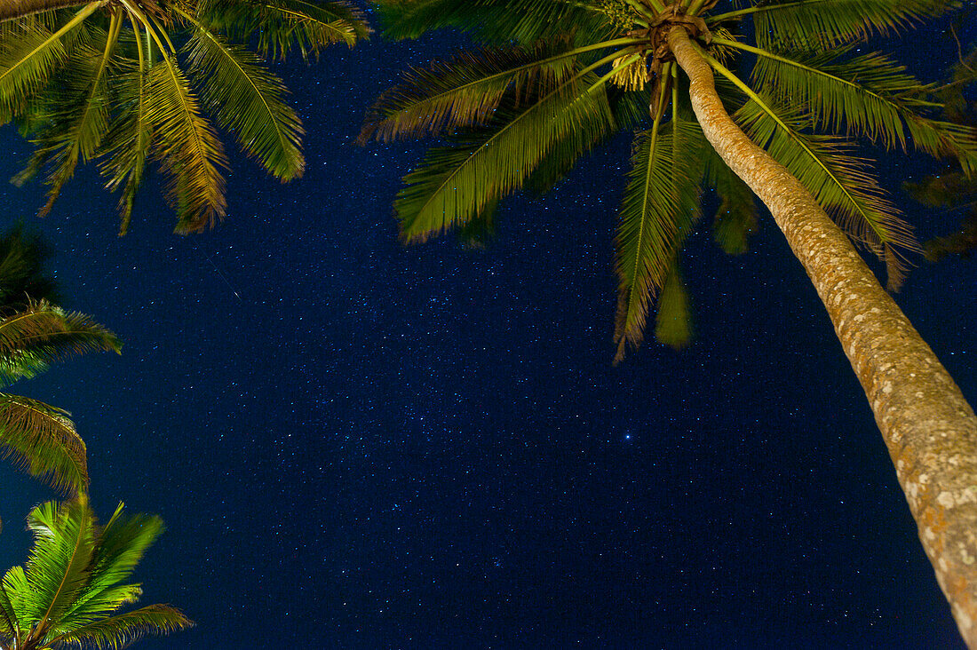 Stars at night with palm trees, near Unawatuna, Thalpe, Sri Lanka