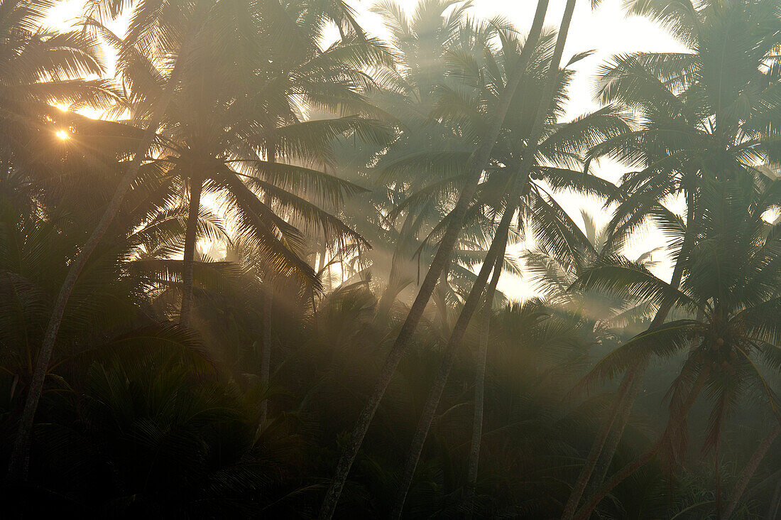 Sun coming through misty trees at dawn, near Unawatuna, Thalpes Sri Lanka