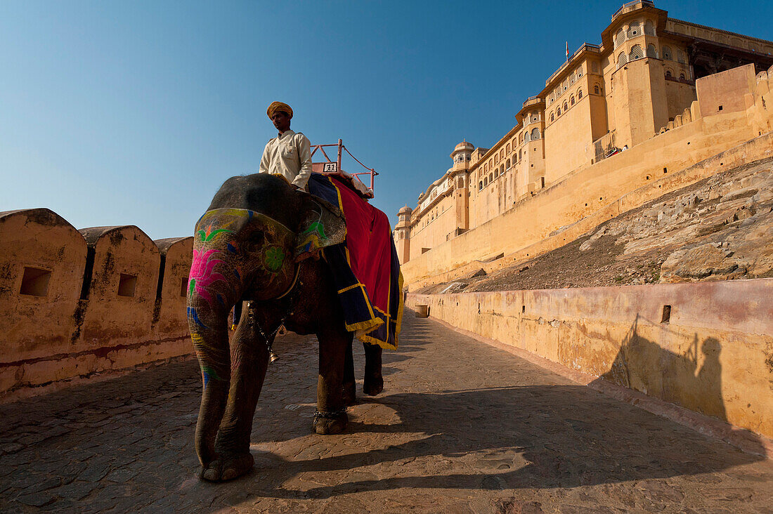 Elephants coming down path to Amber Fort, Amer, Jaipur, India