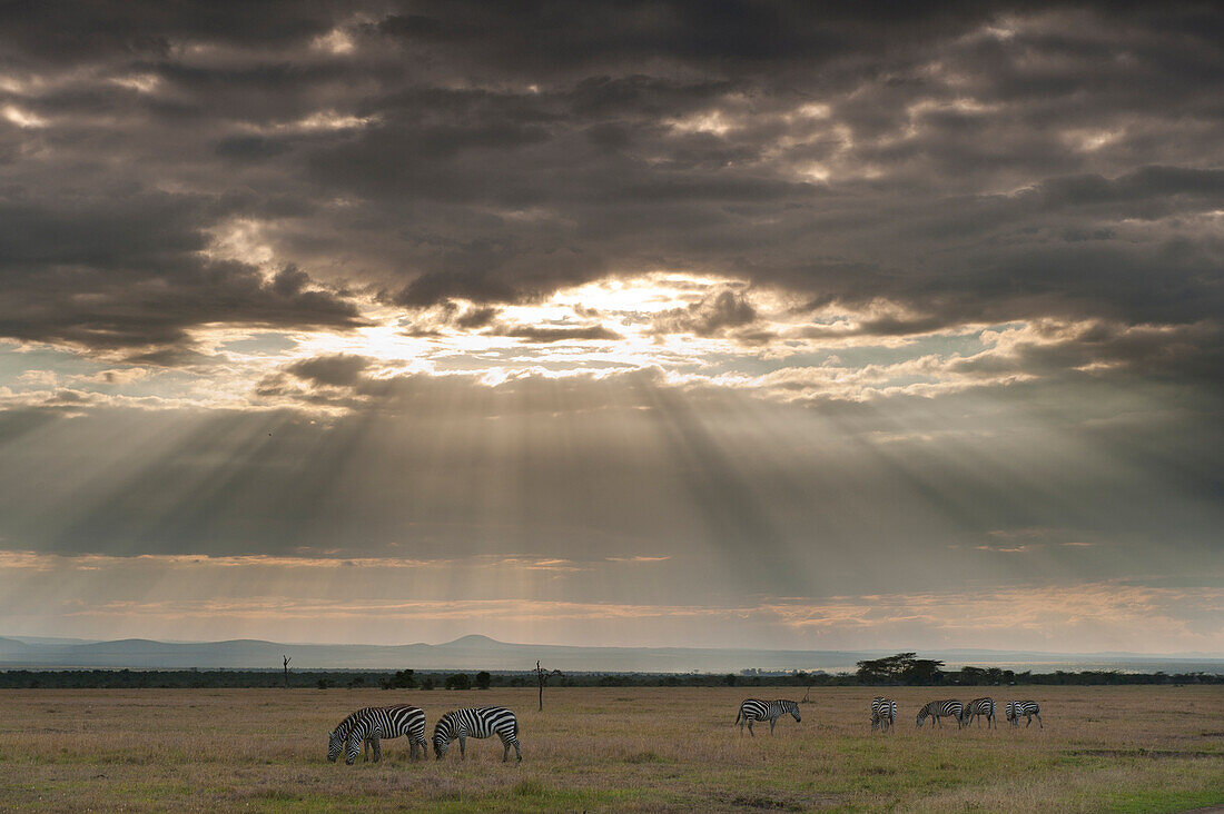 Zebra feeding on grassland in front of dramatic clouds at dusk, Ol Pejeta Conservancy, Kenya