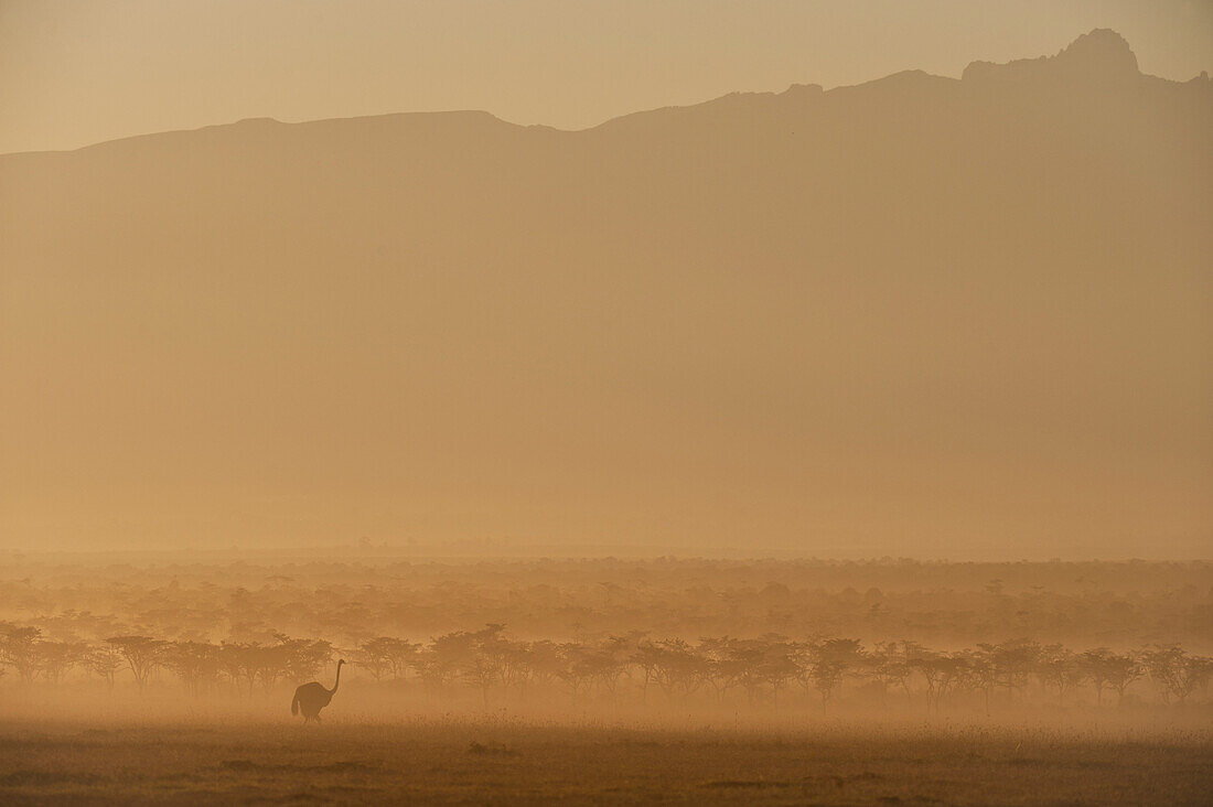 Silhouette of ostrich at dawn in front of Mt Kenya, Ol Pejeta Conservancy, Kenya