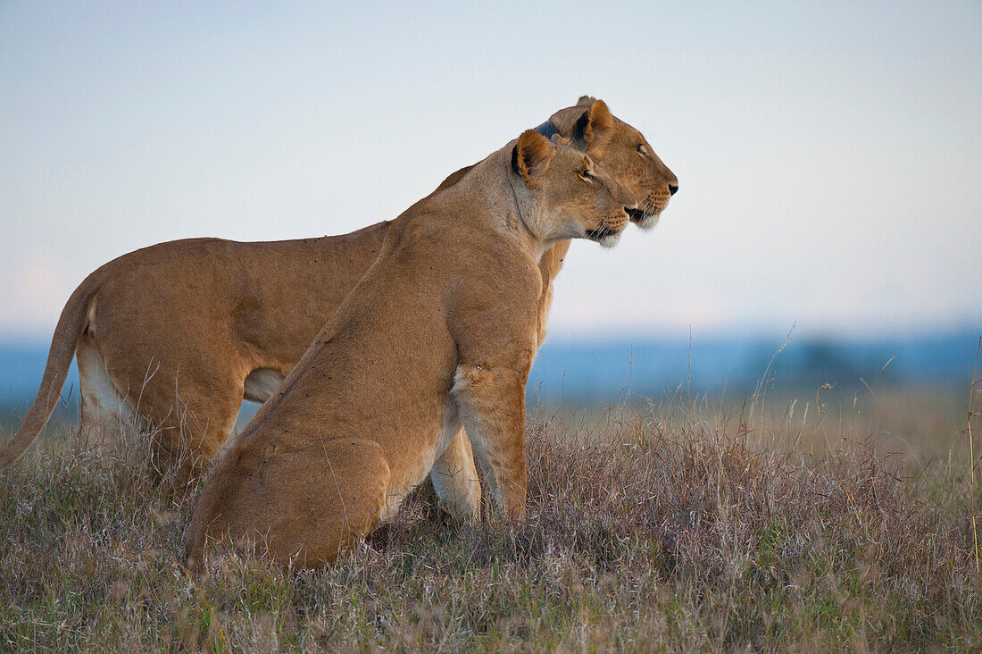 Two lionesses at dusk, one with GPS radio collar, Ol Pejeta Conservancy, Kenya