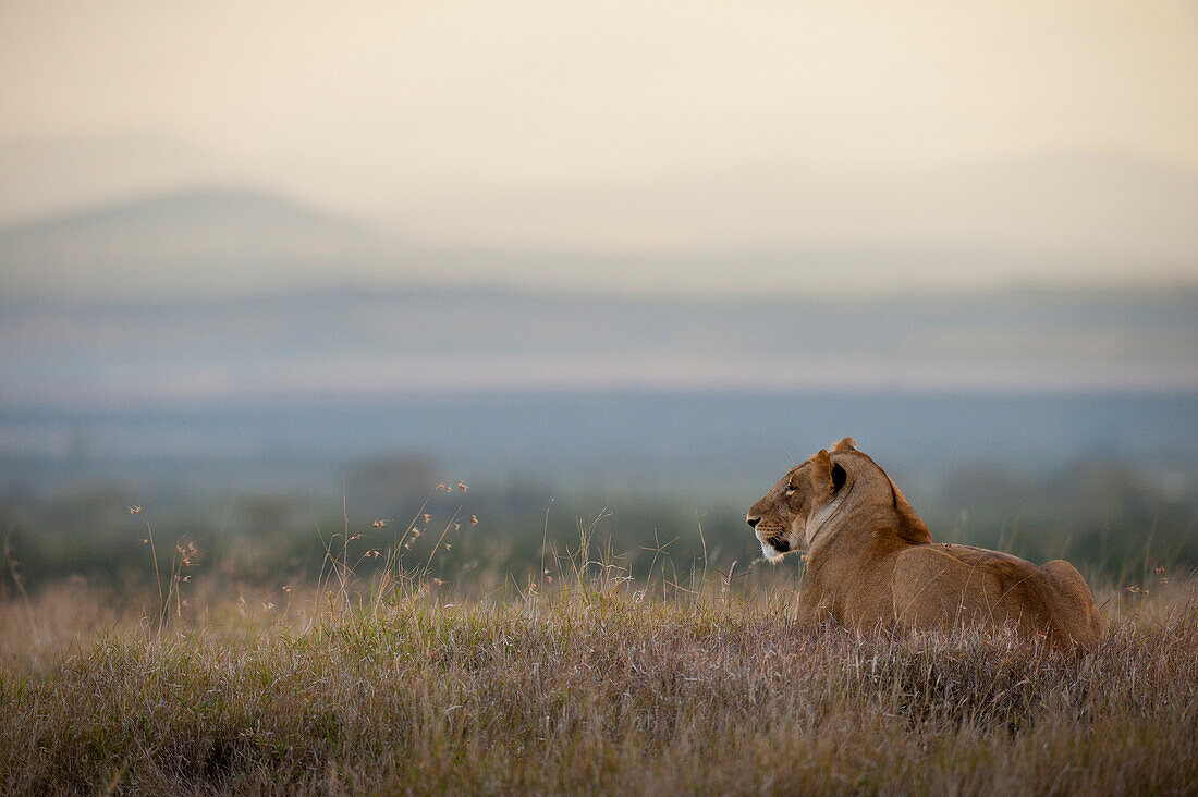 Lioness at dusk, Ol Pejeta Conservancy, Kenya