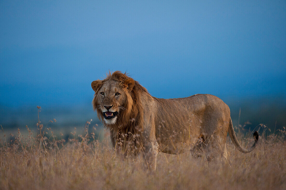 Male lion at dusk, Ol Pejeta Conservancy, Kenya