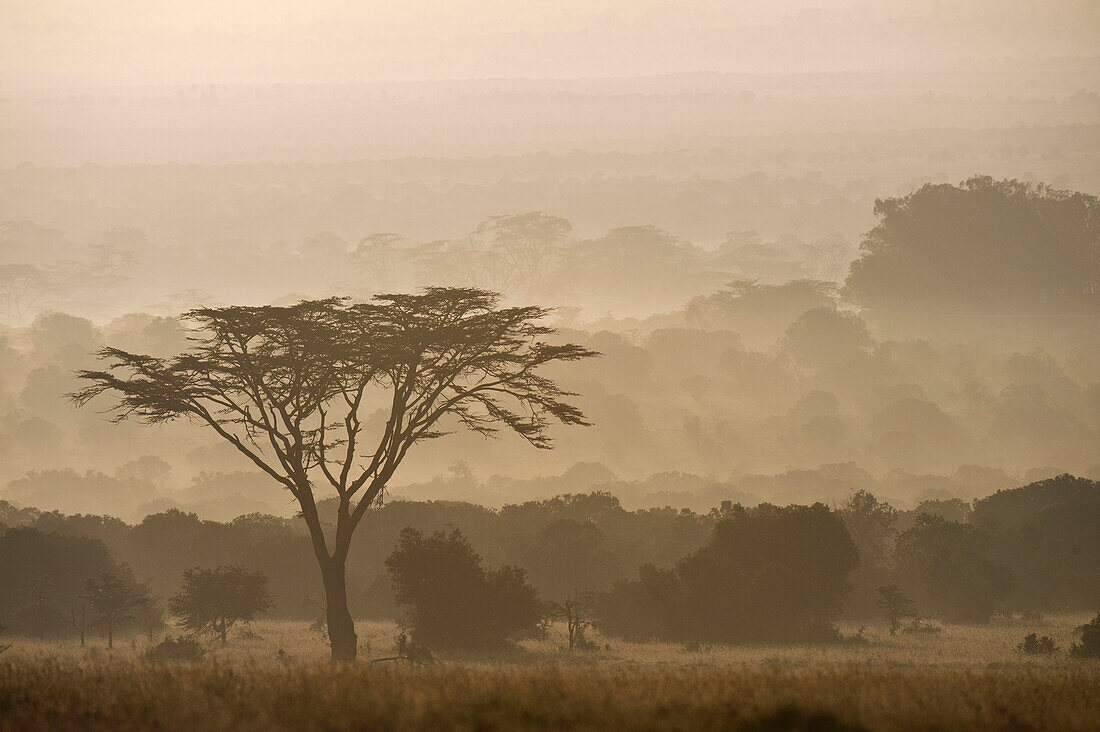 Acacia tree at dawn, Ol Pejeta Conservancy, Kenya