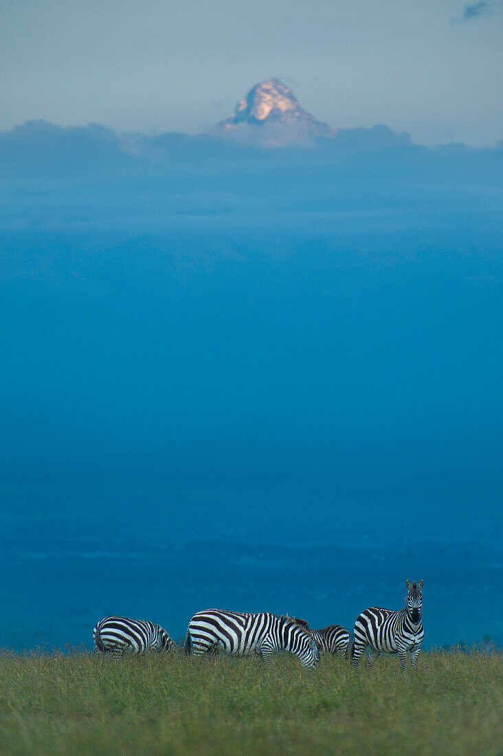 Zebras on grassy hill in front of Mt Kenya at dusk, Ol Pejeta Conservancy, Kenya