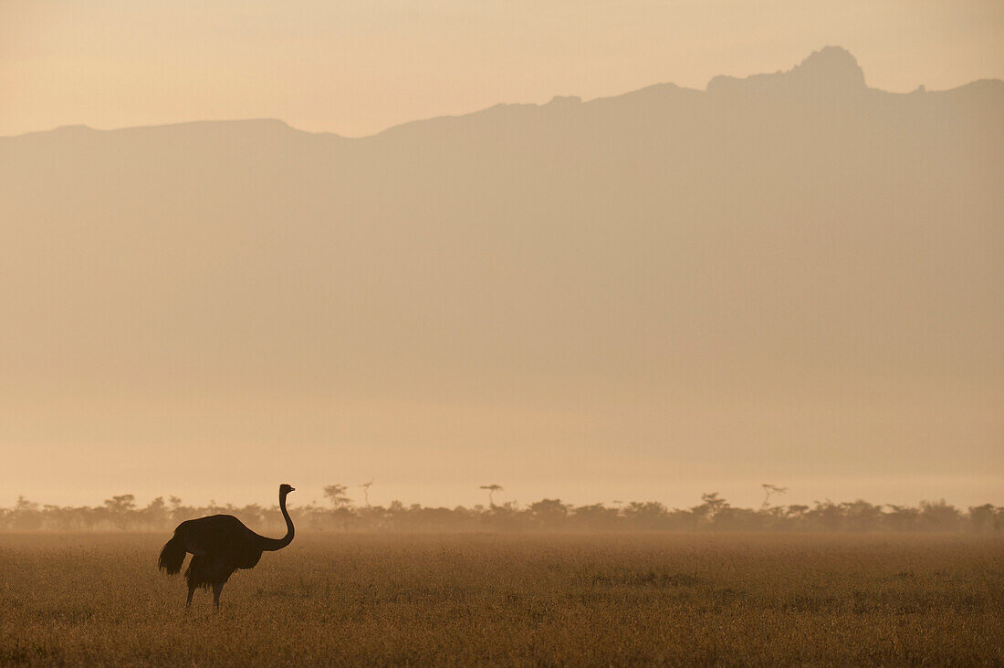 Ostrich at dawn in front of Mt Kenya, Ol Pejeta Conservancy, Kenya