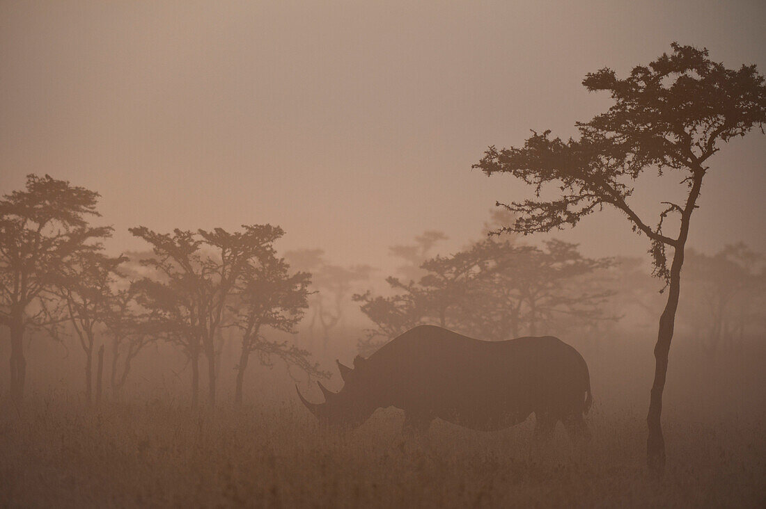 Black rhino in dawn mists with Mt Kenya behind, Ol Pejeta Conservancy, Kenya