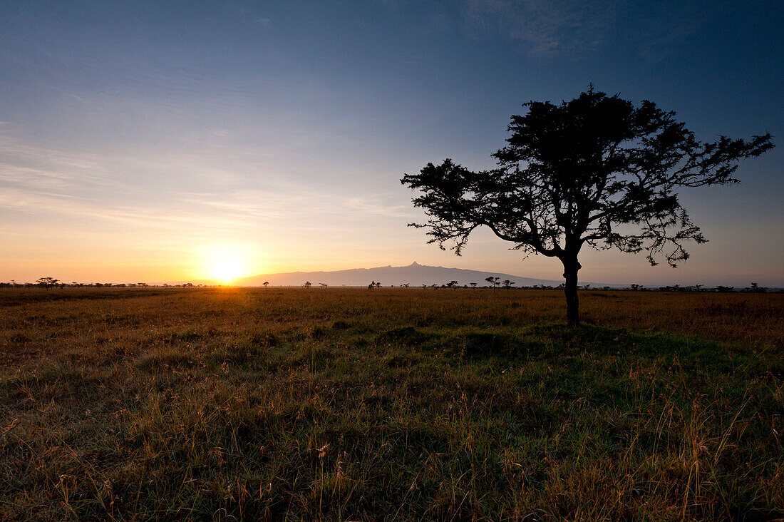 Acacia tree with Mt Kenya behind at dawn, Ol Pejeta Conservancy, Kenya