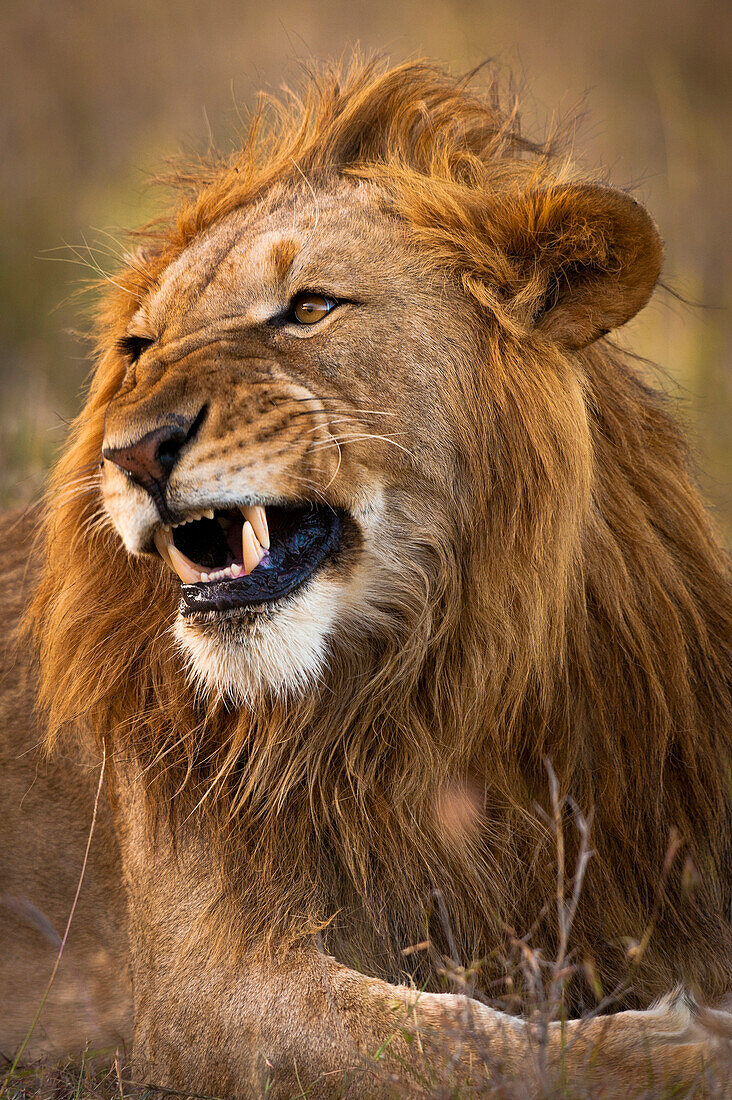 Male lion snarling, Ol Pejeta Conservancy, Kenya