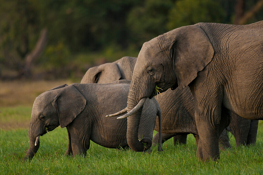 Elephants eating grass, Ol Pejeta Conservancy, Kenya