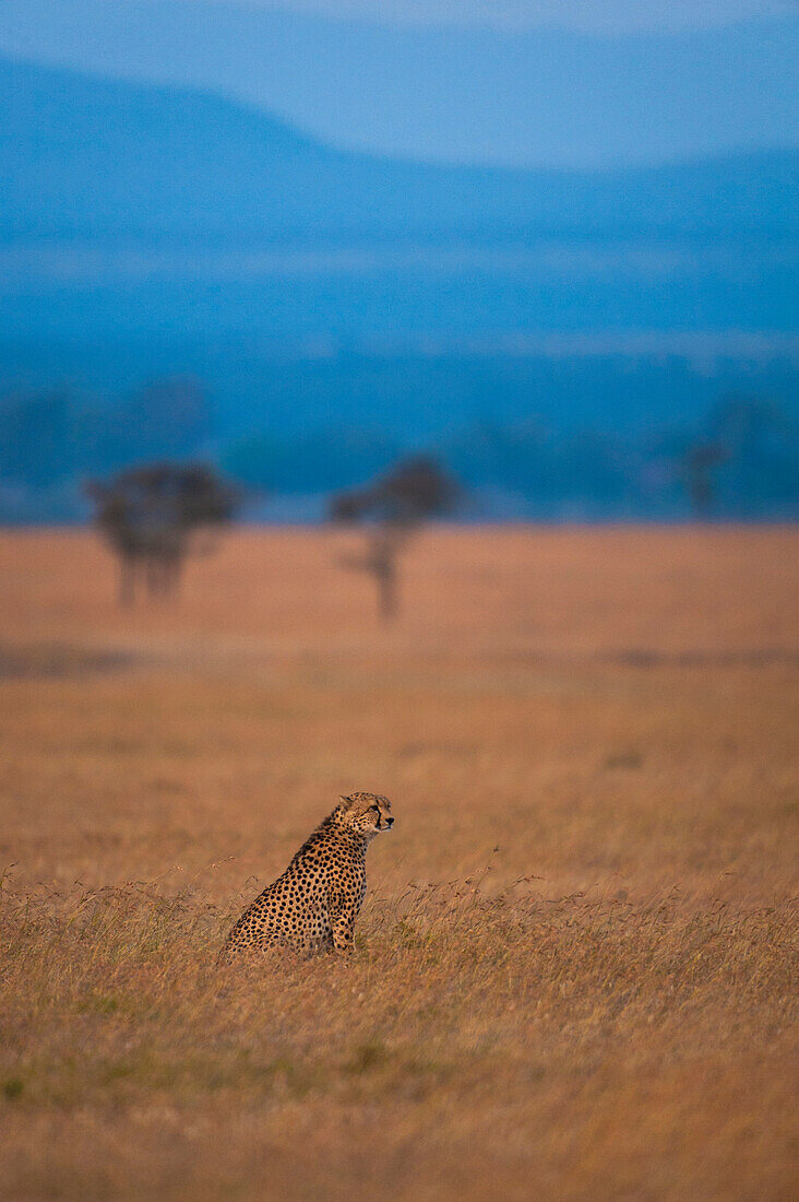 Cheetah on grassy plain, Ol Pejeta Conservancy, Kenya