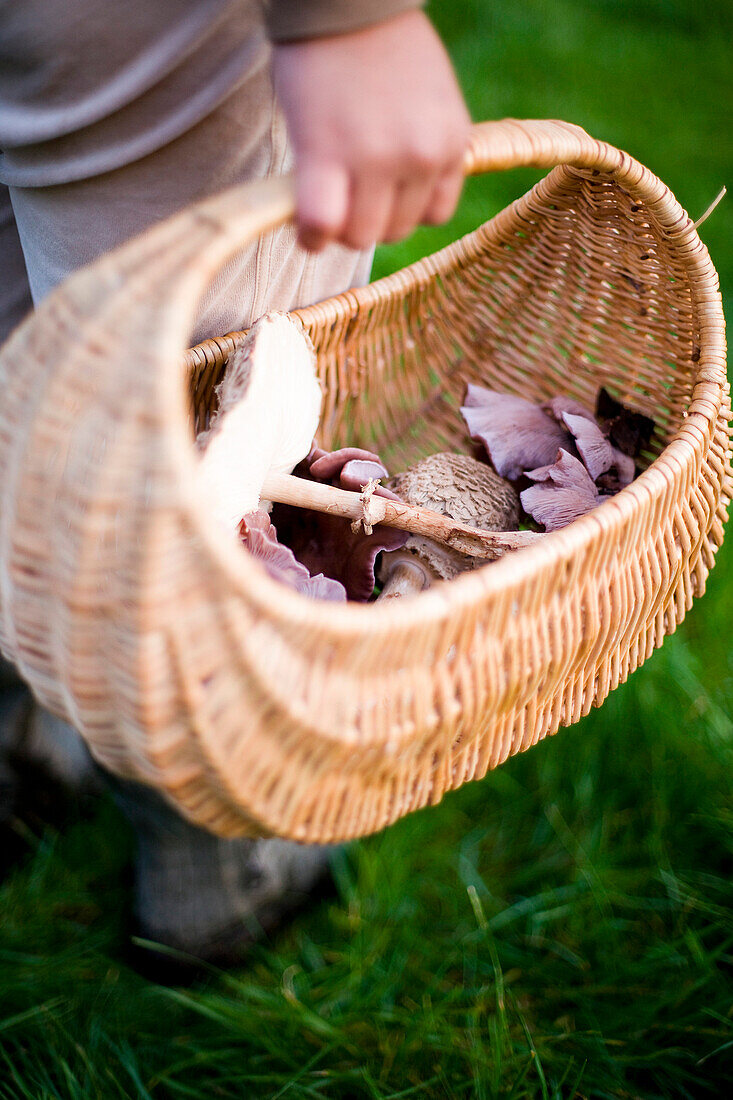 Foraging for edible wild mushrooms with a wicker basket of mushrooms, Devon, England