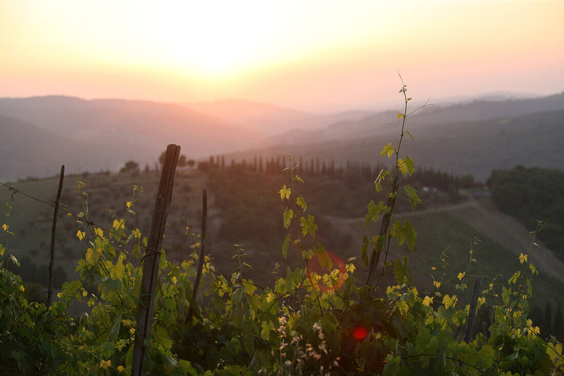 Sunset And Vines And Tuscany Countryside, On Edge Of 'radda In Chianti', A Beautiful Small Town And A Famous Region Known For Its Chianti Wine, In Tuscany. Italy. June.