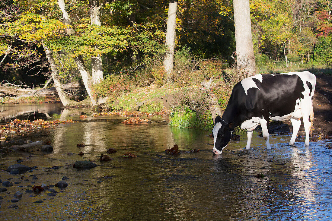 'Holstein dairy cow; Granby, Connecticut, United States of America'
