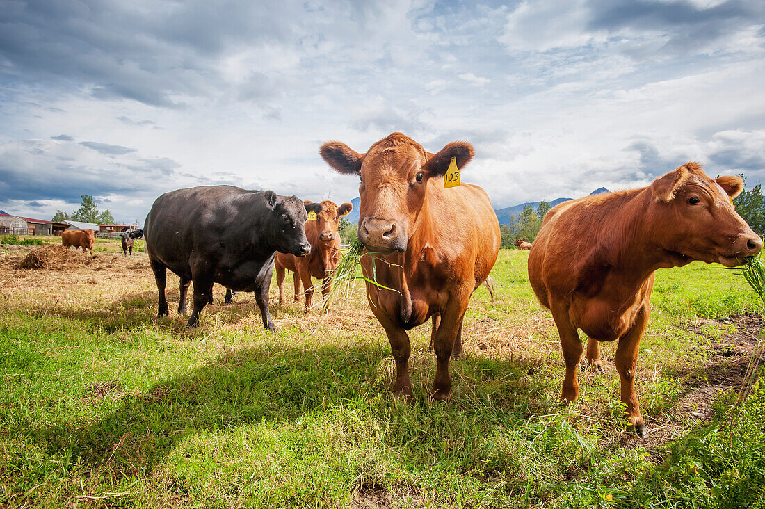 'Cattle (Bos primigenius) eating grass; Palmer, Alaska, United States of America'