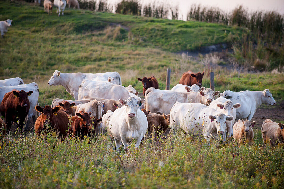 'Cattle grazing in a field; Valley City, North Dakota, United States of America'