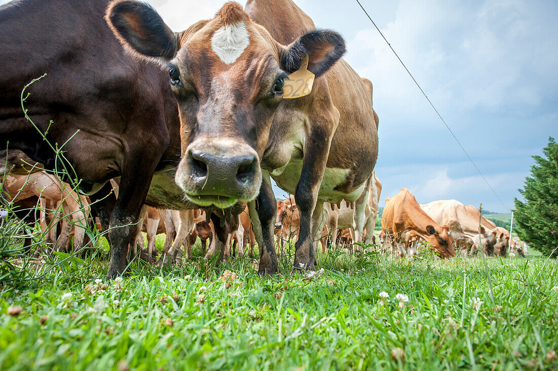 'Dairy cow looking into the camera while the other cows are eating grass, near Long Green; Maryland, United States of America'
