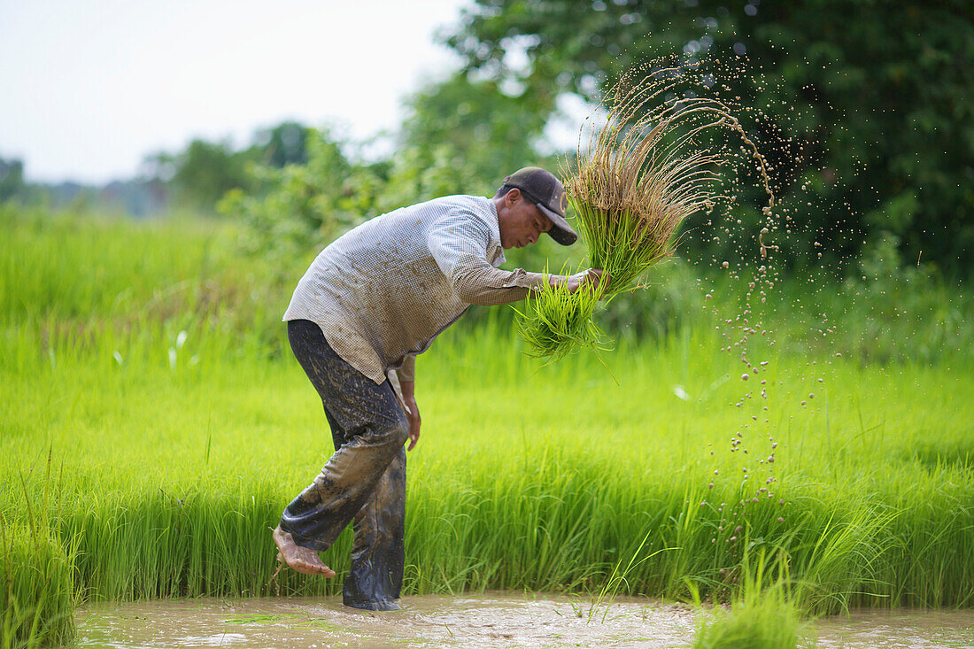 'Transplanting rice; Battambang, Cambodia'
