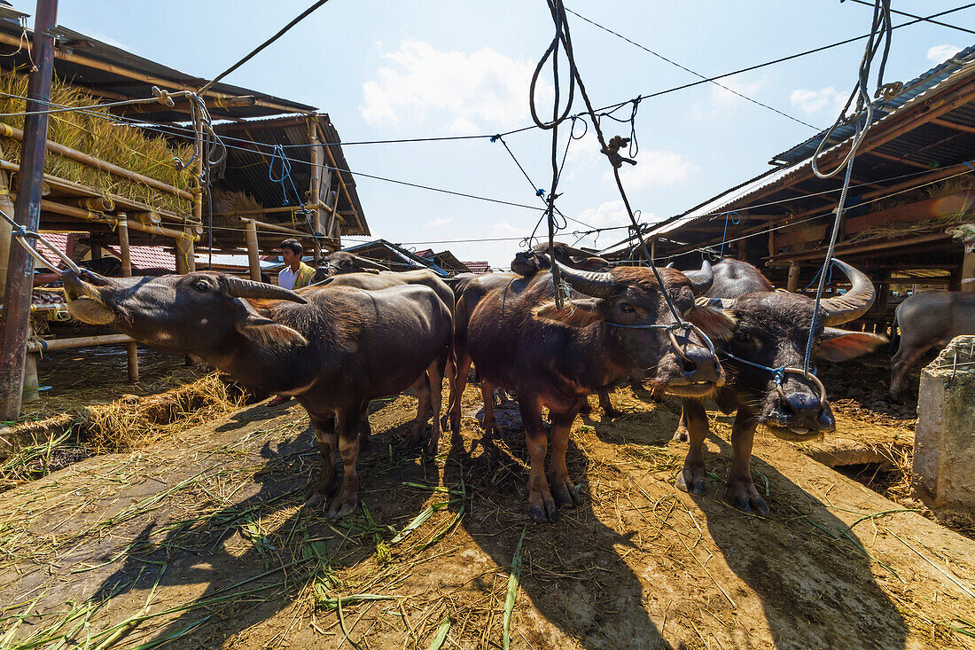 Water buffaloes at the Bolu livestock market, Rantepao, Toraja Land, South Sulawesi, Indonesia