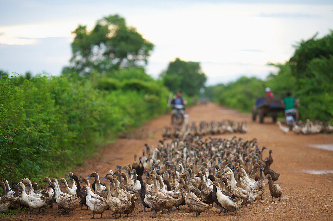 'Duck herding; Battambang, Cambodia'