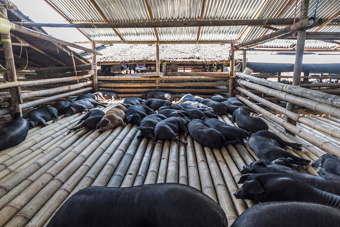 Pigs at the Bolu livestock market, Rantepao, Toraja Land, South Sulawesi, Indonesia