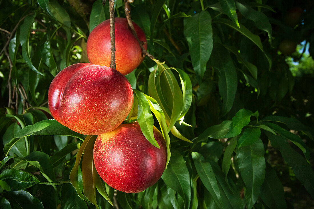 Agriculture - Closeup of Fantasia nectarines on the tree, ripe and ready for harvest / near Dinuba, California, USA.