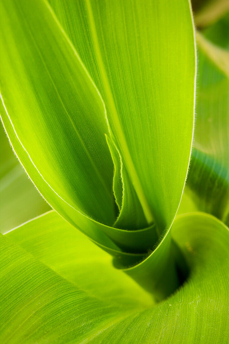 Agriculture - Foliage of a pre tassel grain corn plant in mid Spring / Mississippi, USA.