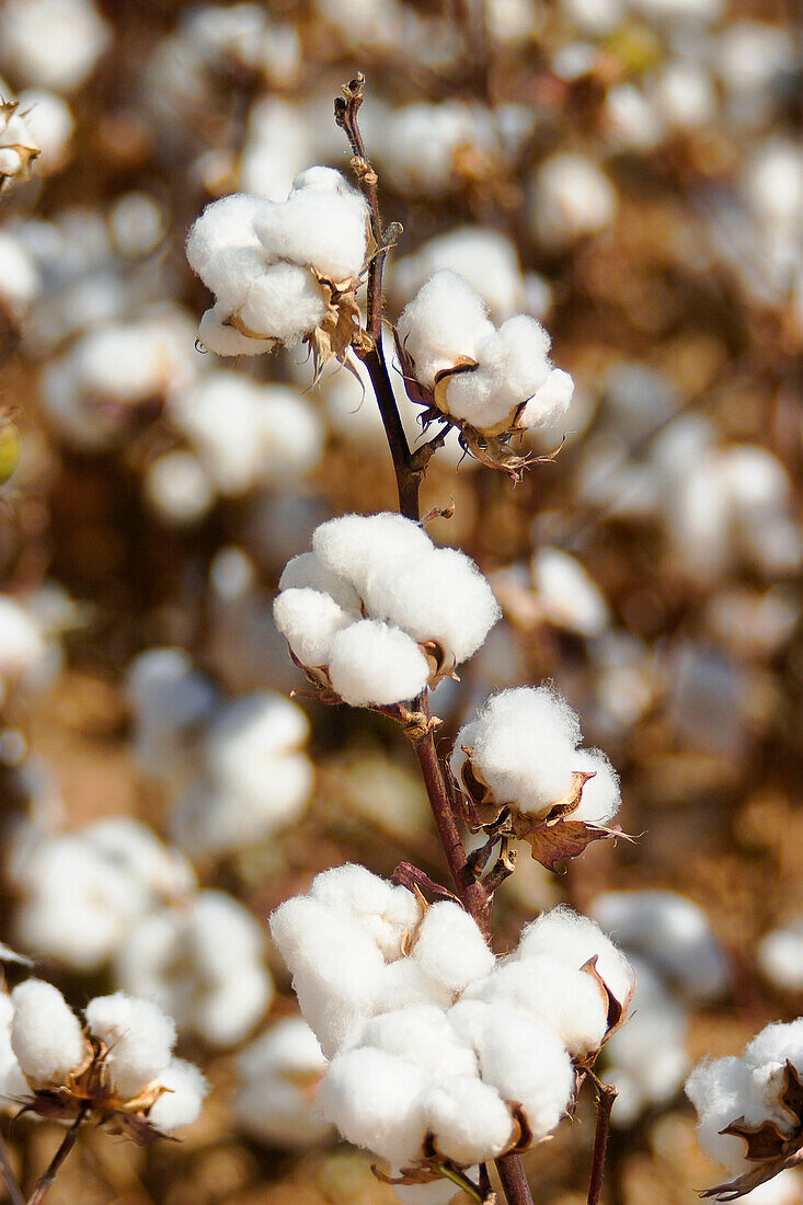 Agriculture - Mature, harvest ready stalk of 5-lock cotton bolls stand out from a mature cotton field / Mississippi, USA.
