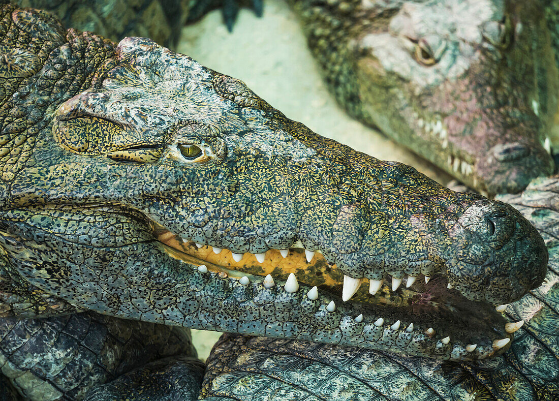 Crocodile Park,Torremolinos,Costa Del