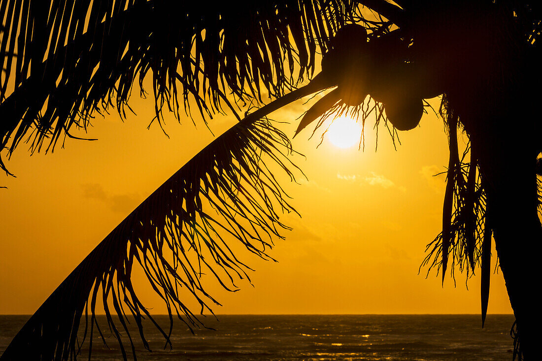 'Silhouette of a coconut tree with an orange sky at sunrise and the ocean on the horizon; Akumal, Quintana Roo, Mexico'