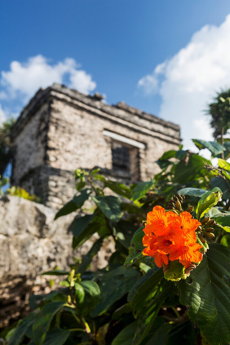 'Close up of orange flower with Ancient Mayan Temple in the background with blue sky and clouds; Tulum, Quintana Roo, Mexico'