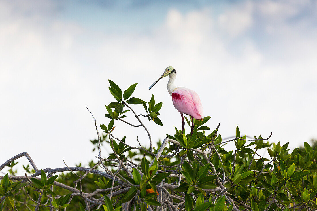 'Roseate Spoonbill (Platalea ajaja) perched on a mangrove shrub with clouds and blue sky; Tulum, Quintana Roo, Mexico'