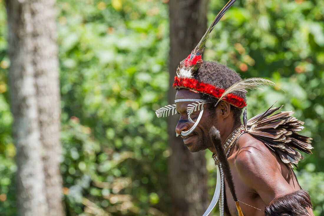 Dani man wearing bones on his nose and an elaborate headdress of bird of paradise or cassowary feathers, Obia Village, Baliem Valley, Central Highlands of Western New Guinea, Papua, Indonesia