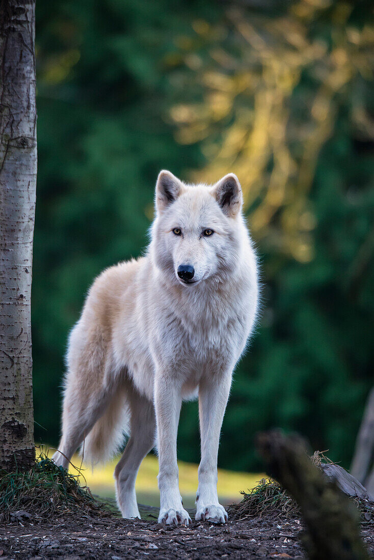'Gray wolf (Canis lupus), white phase, Woodland Park Zoo; Washington, United States of America'