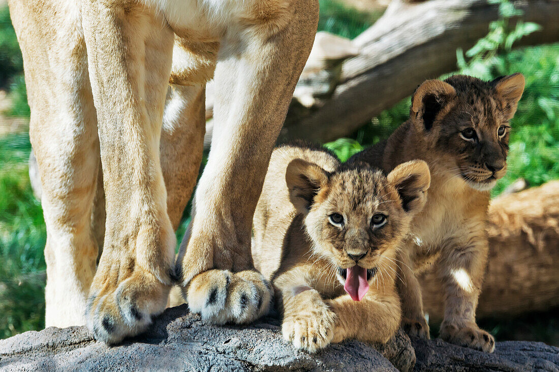 'Lion cub (panthera leo), Reid Park Zoo; Tucson, Arizona, United States of America'