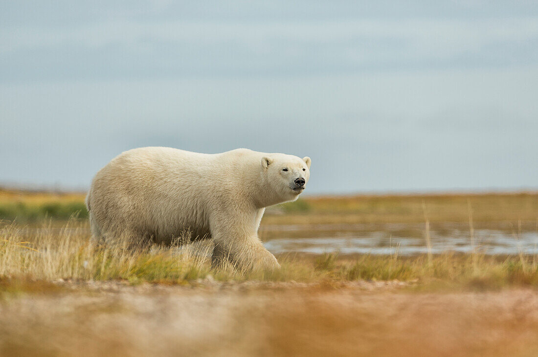 'Polar bear walking along the coast of Hudson Bay; Manitoba, Canada'