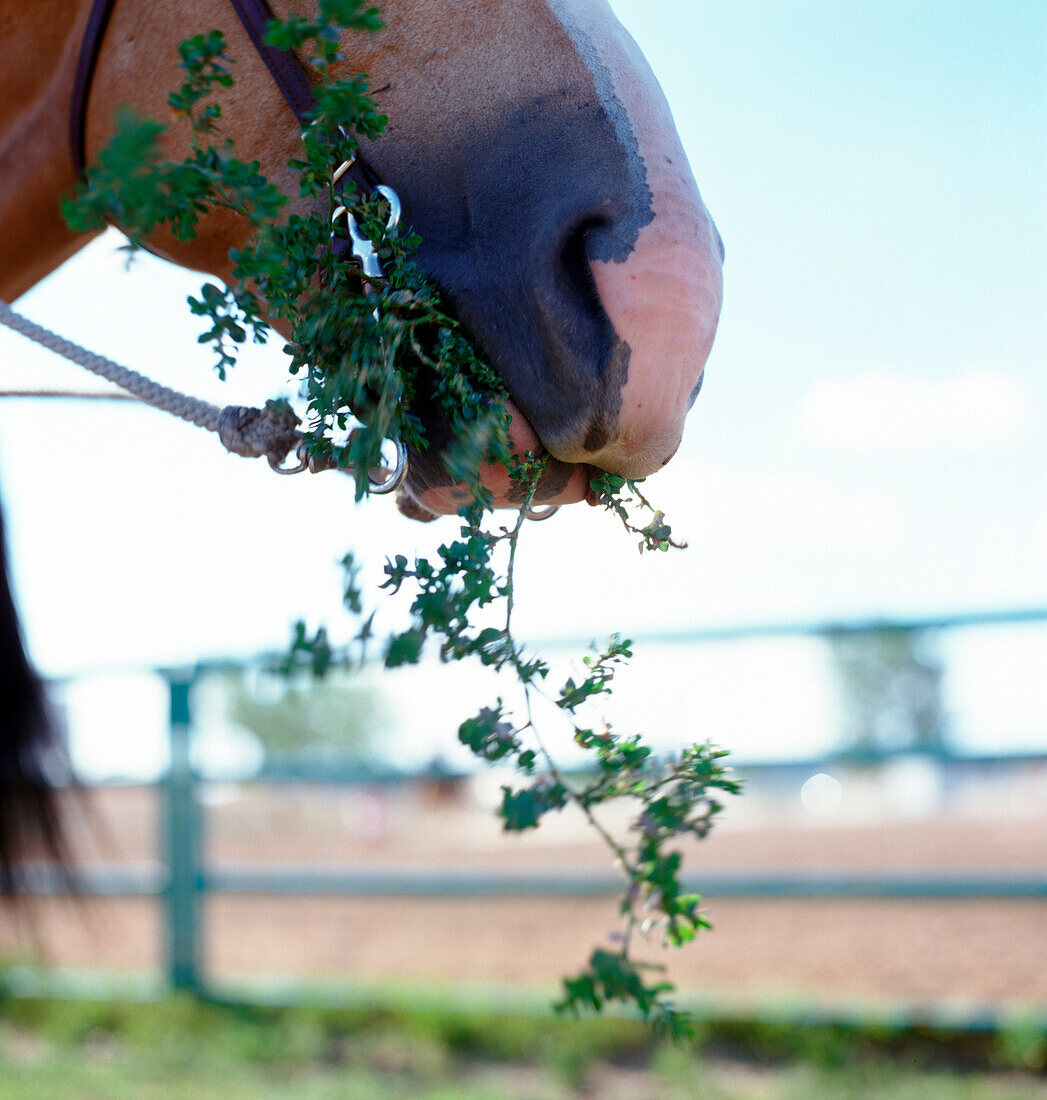 Close Up Of Horse Eating Greens, Brandon, Manitoba