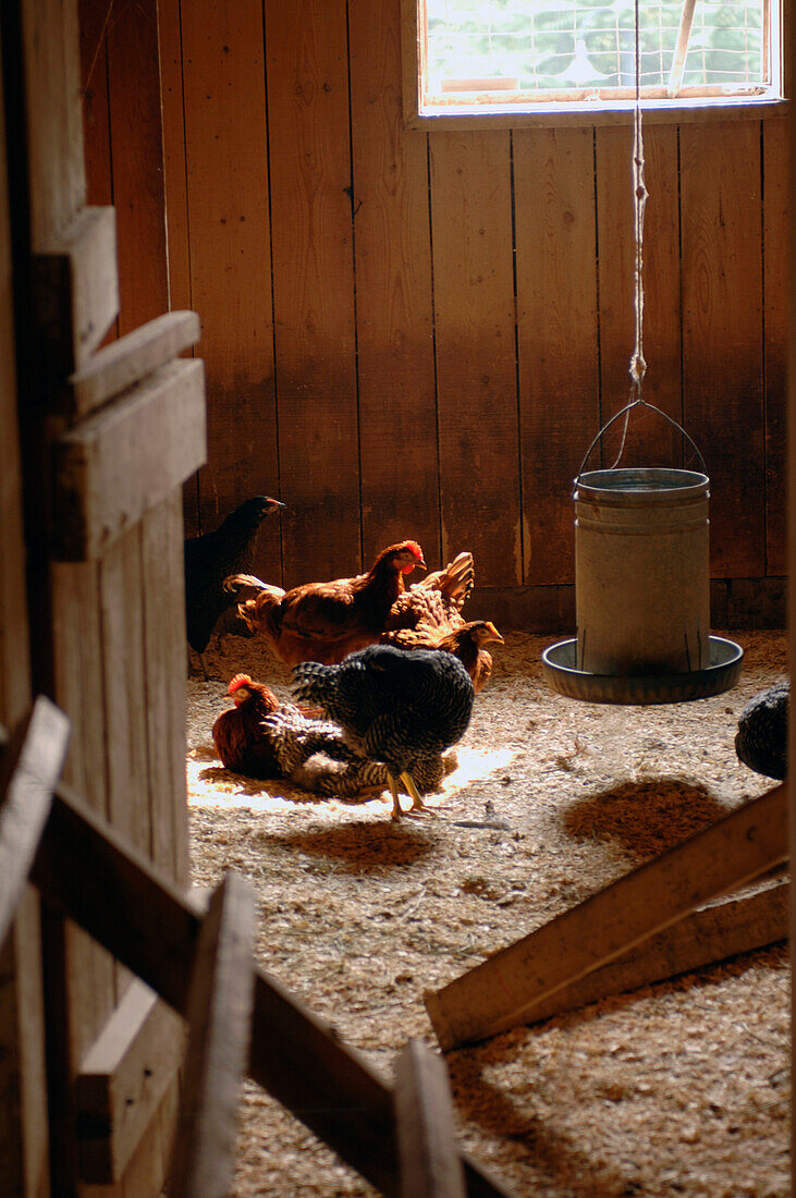 Chicken Coop, Riverdale Farm, Toronto, Ontario