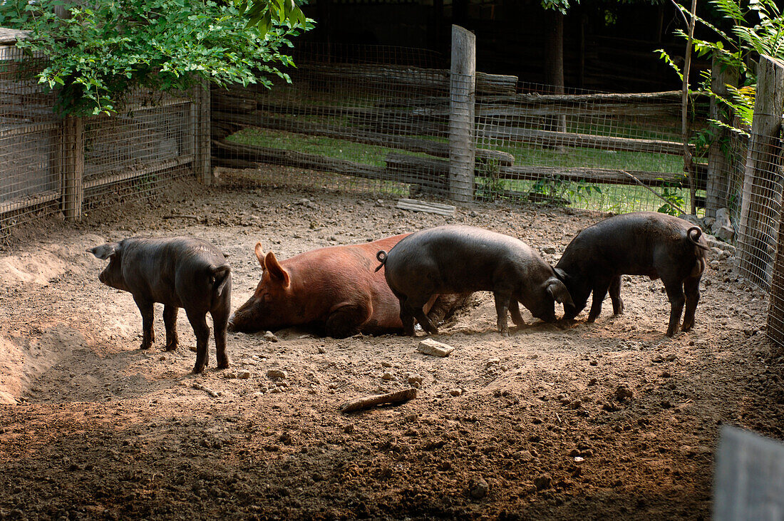 Mother And Young Pigs, Riverdale Farm, Toronto, Ontario