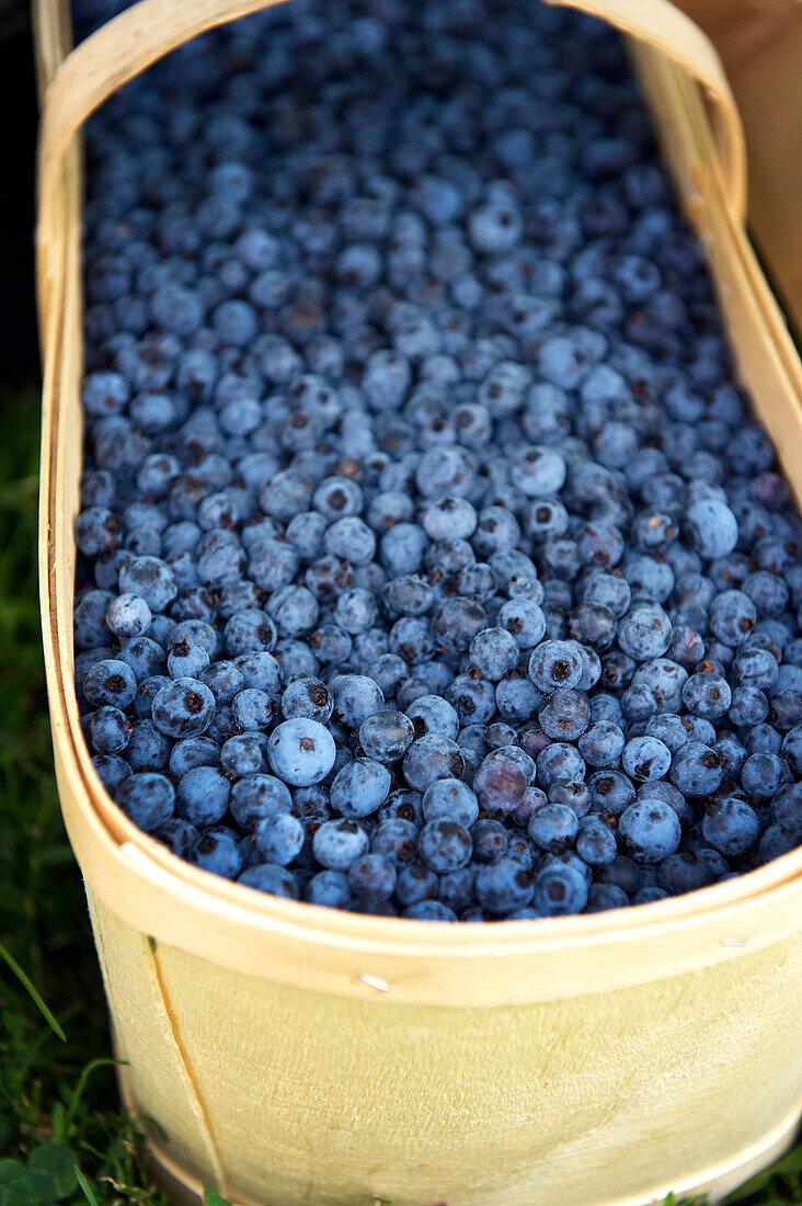 Large Basket Of Fresh Blueberries, Riverdale Farmer's Market, Toronto, Ontario