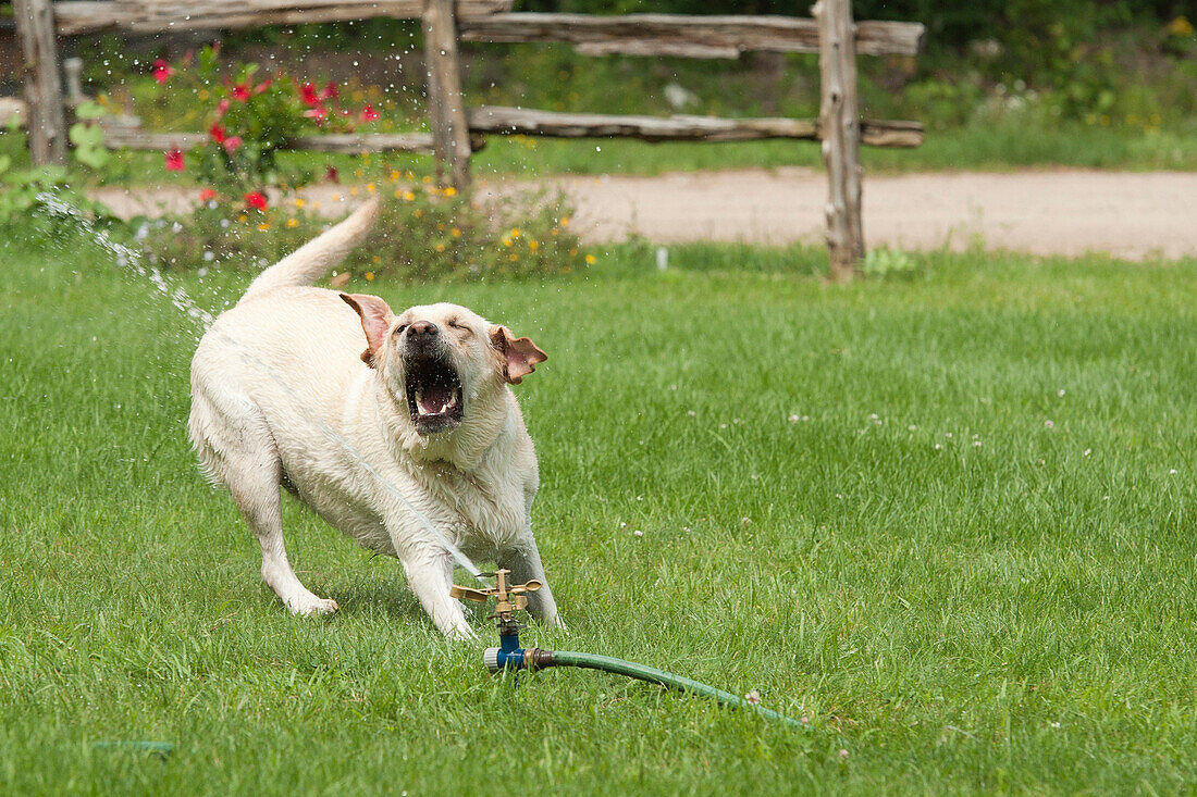 Yellow Labrador Retriever Dog Trying To Catch Water From A Sprinkler, Ontario